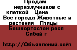 Продам 2 неразлучников с клеткой › Цена ­ 2 500 - Все города Животные и растения » Птицы   . Башкортостан респ.,Сибай г.